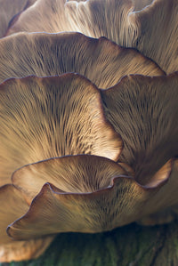 Reishi (Ganoderma lucidum)